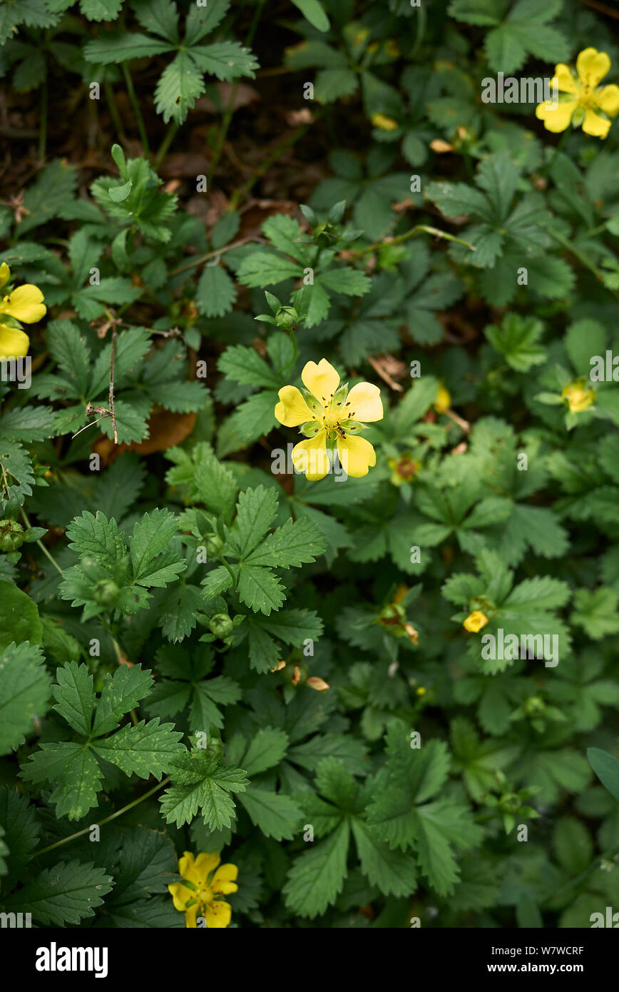 Le foglie fresche e fiore di Potentilla reptans impianto Foto Stock