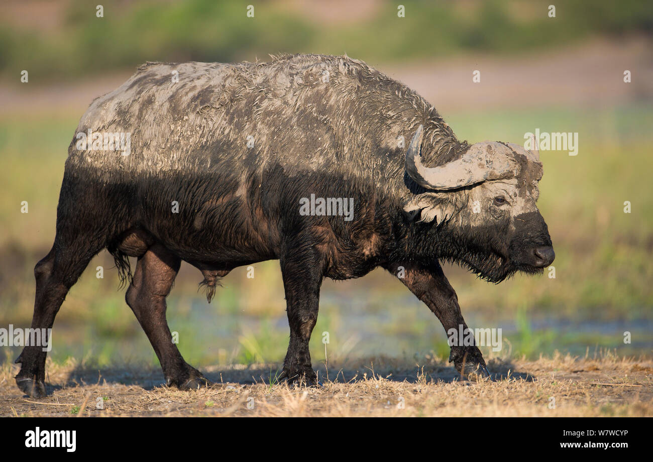 Maschio di bufalo africano (Syncerus caffer), umido dopo guadare attraverso il fiume Chobe, Chobe National Park, il Botswana. Foto Stock
