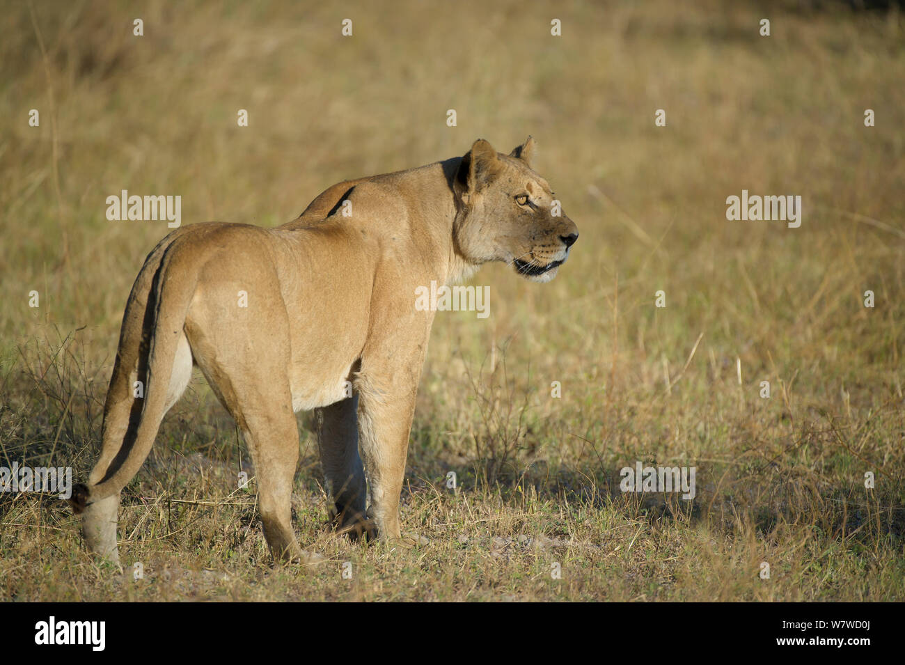 Leonessa africana (Panthera leo), Okavango Delta, il Botswana. Foto Stock