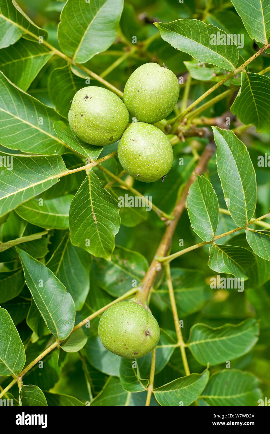Noce (Juglans regia) frutti, Baviera, Germania, Luglio Foto Stock