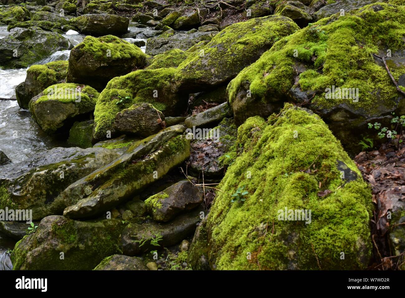 Moss rocce coperte includono in questo inizio di primavera immagine da sponde di omicidio Creek in Akron NY Foto Stock