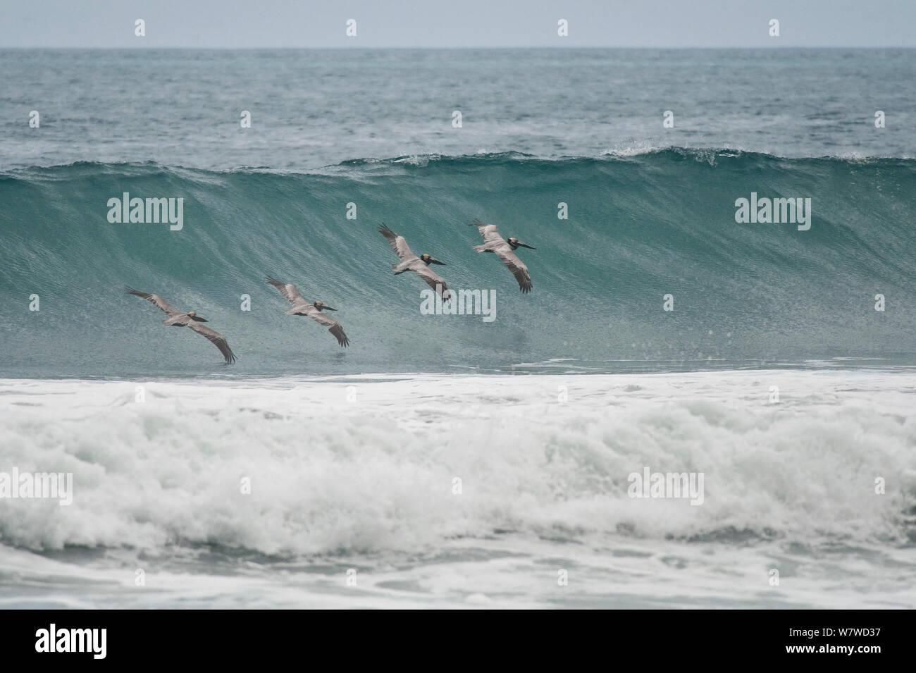 Brown pellicani (Pelecanus occidentalis) in volo oltre oceano Pacifico onde Corcovado National Park, Costa Rica, Febbraio Foto Stock