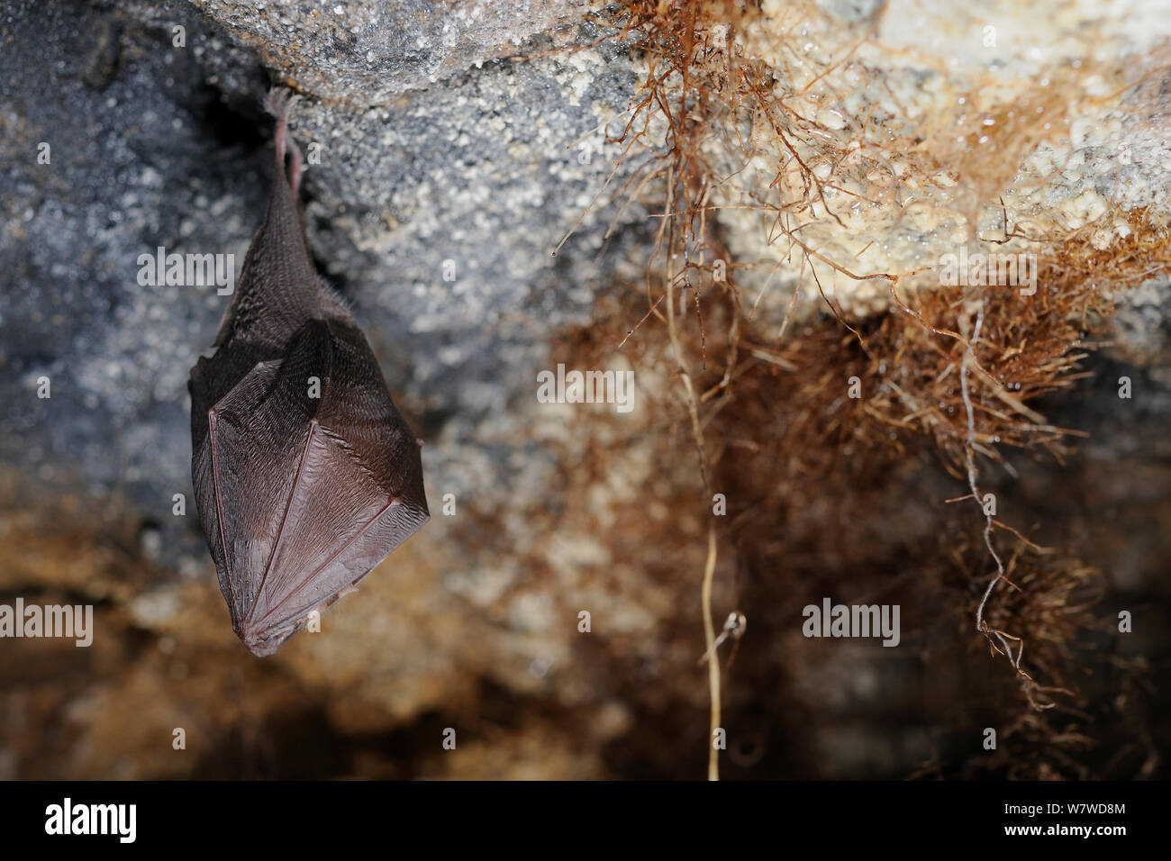 In ibernazione Lesser horseshoe bat (Rhinolophus hipposideros) appesi sulla roccia calcarea in un bagno di vecchia miniera di pietra accanto a radici di pianta crescente verso il basso a partire da sopra del bosco, Wiltshire, Regno Unito, febbraio. Fotografato nel corso di un sondaggio su licenza. Foto Stock