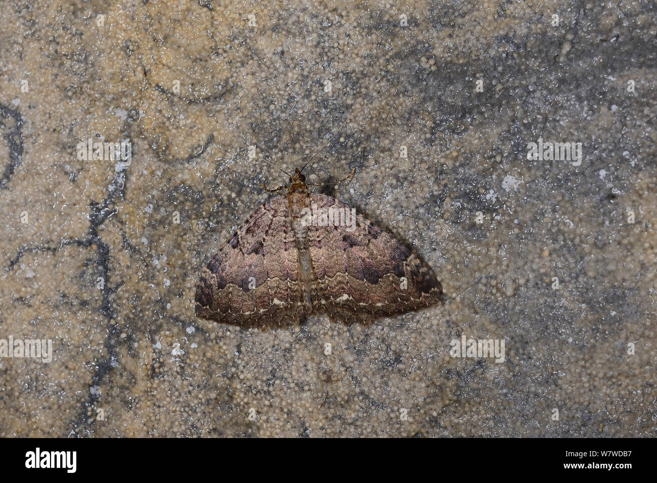 Il tessuto entra in modalità di ibernazione tarma (Triphosa dubitata) sulla roccia calcarea in un bagno di vecchia miniera di pietra, Wiltshire, Regno Unito, febbraio. Foto Stock