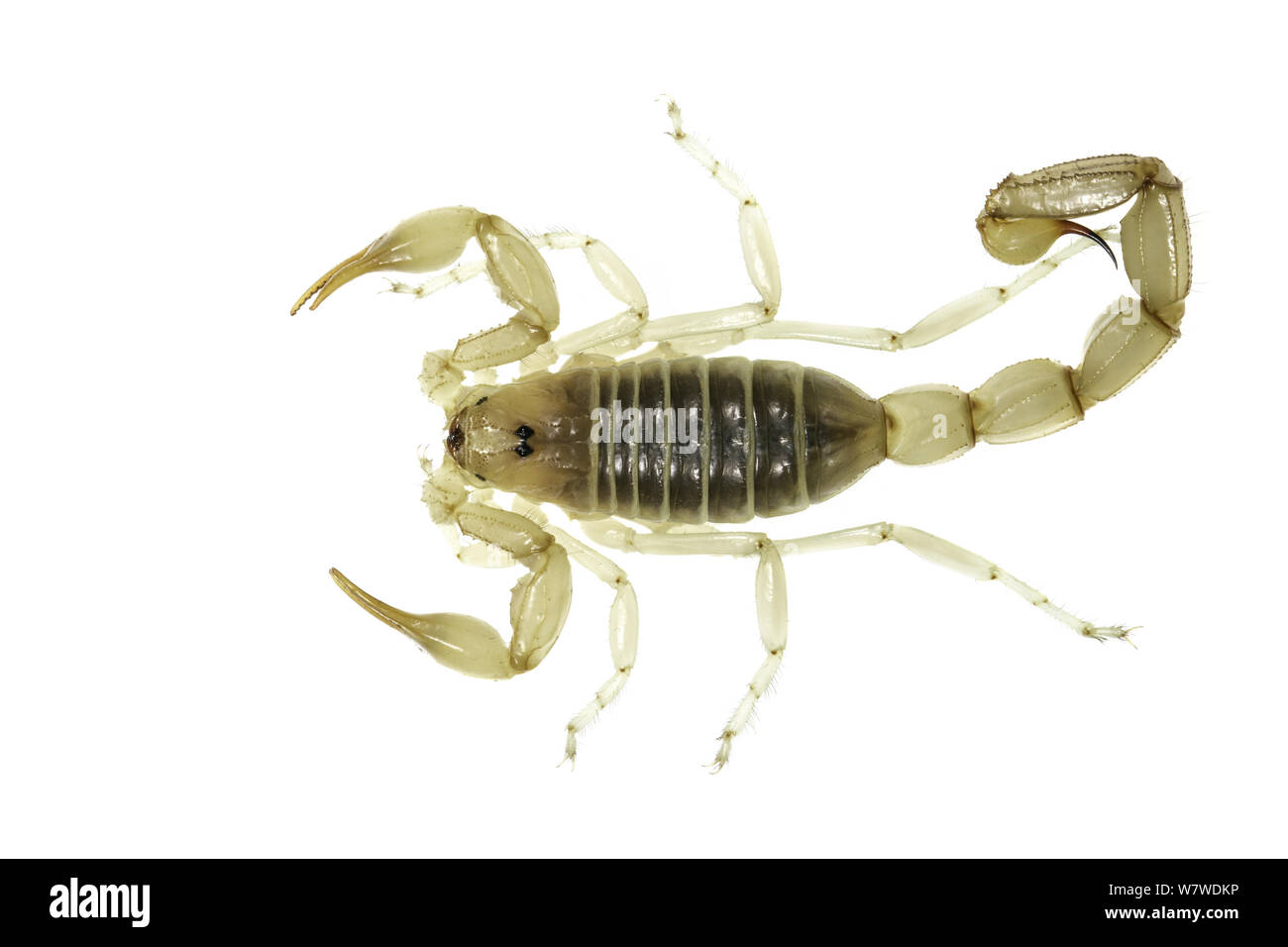 Verde egiziano Scorpion (Buthacus leptochelys nitzani) occidentale del deserto del Negev, Israele, Luglio. Progetto Meetyourneighbors.net. Foto Stock