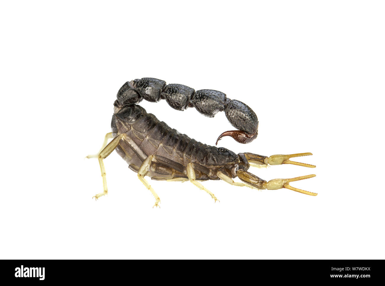 Israele pilastro scorpione di coda (Orthochirus scrobiculosus negebensis) deserto del Negev, Israele, maggio. Progetto Meetyourneighbors.net. Presa con messa a fuoco digitale impilamento. Foto Stock