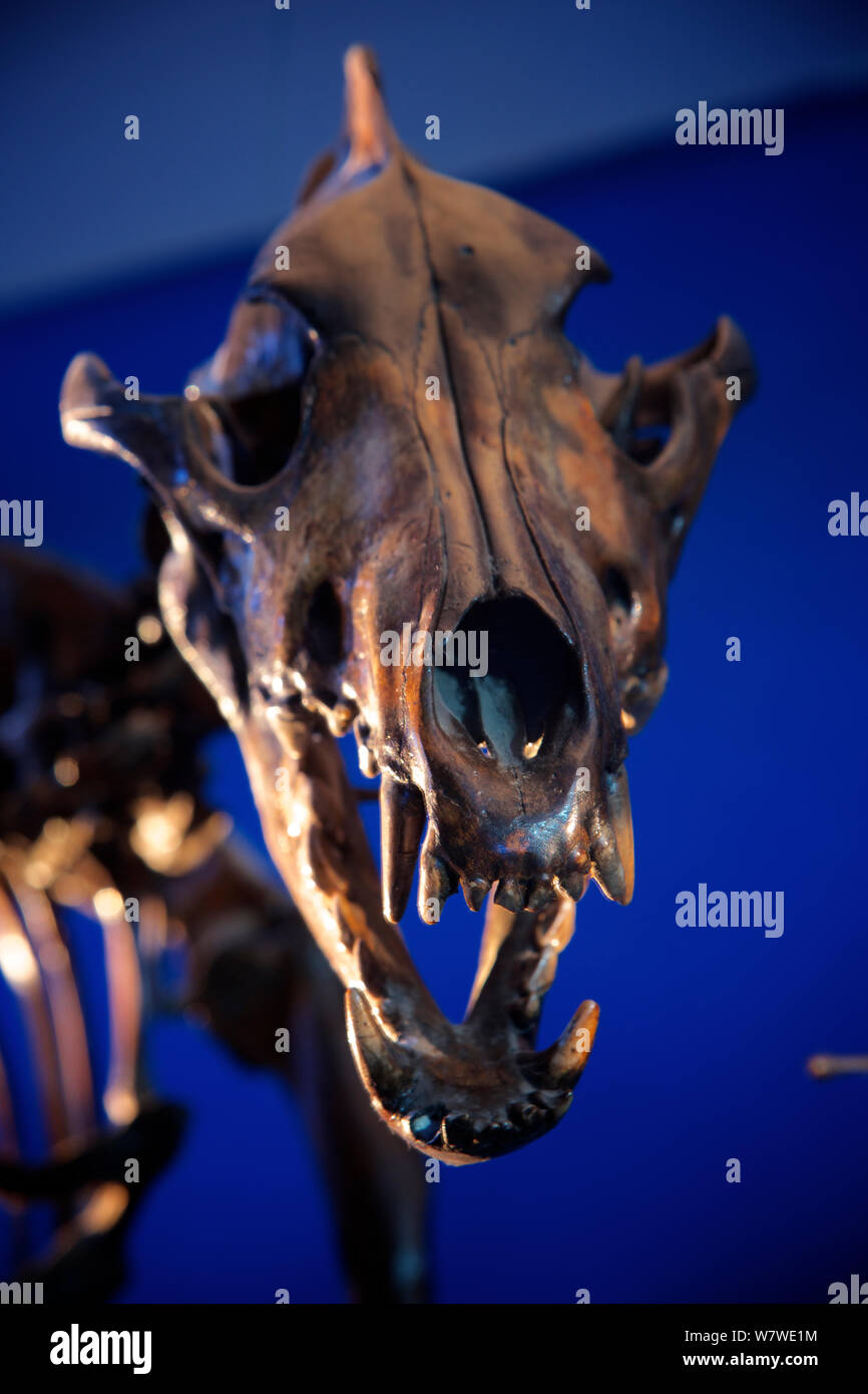 Terribile lupo (Canis dirus) cranio, estinto dall'Ice Age, La Brea Tar Pit Museum, LA, Stati Uniti d'America. Foto Stock