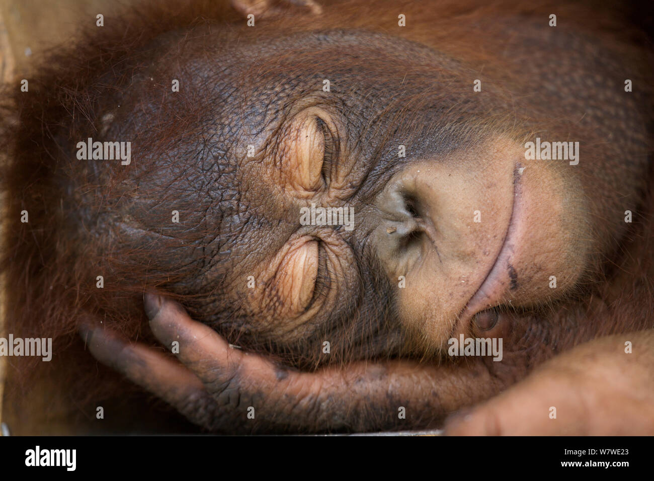 Bornean orangutan (Pongo pygmaeus) capretti dormendo pacificamente, Nyaru Menteng Care Center, Kalimantan centrale, Borneo. Foto Stock