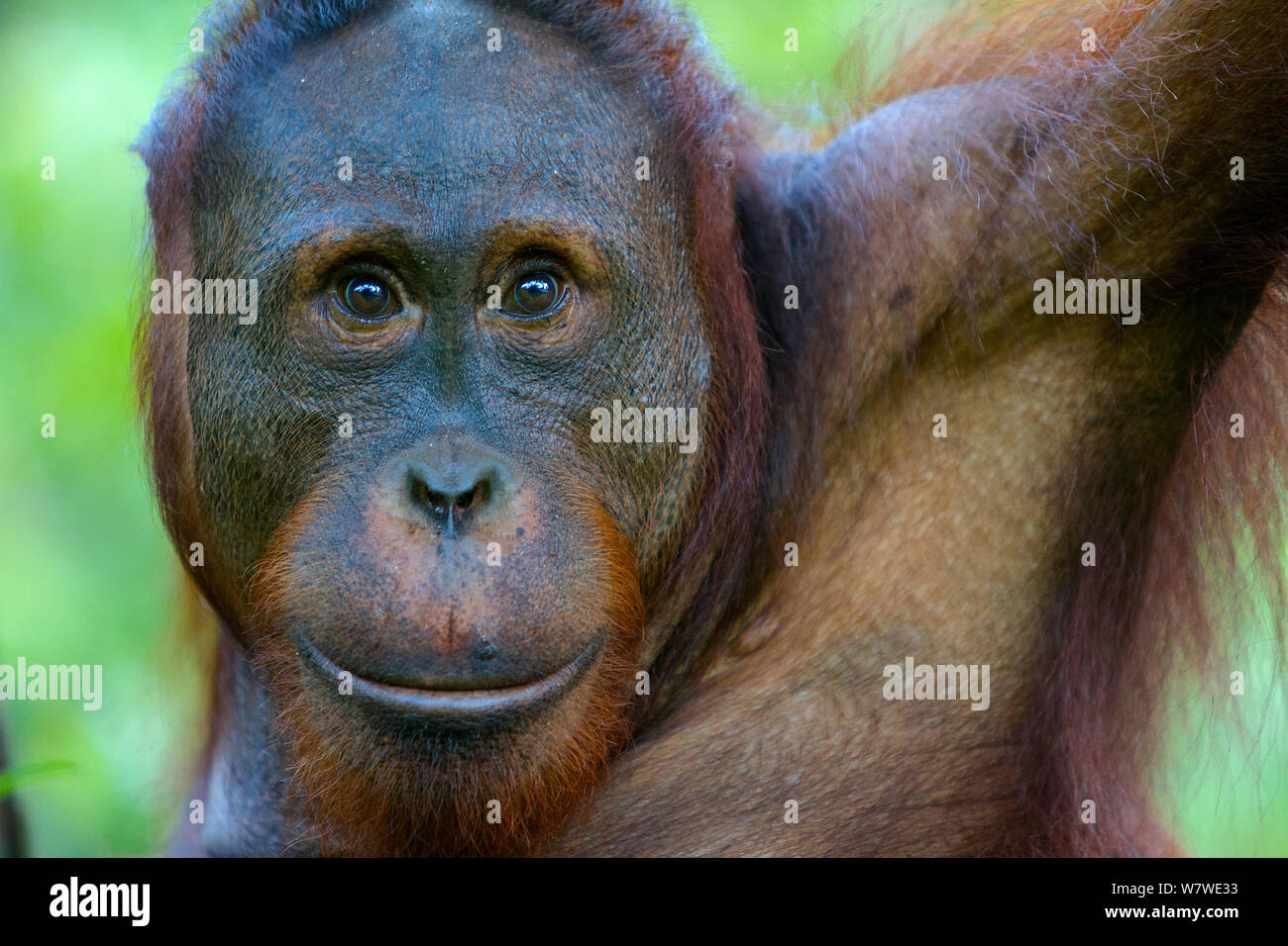 Bornean orangutan (Pongo pygmaeus) ritratto femminile, Tanjung messa riserva, Camp Leakey, Kalimantan centrale, Borneo. Foto Stock