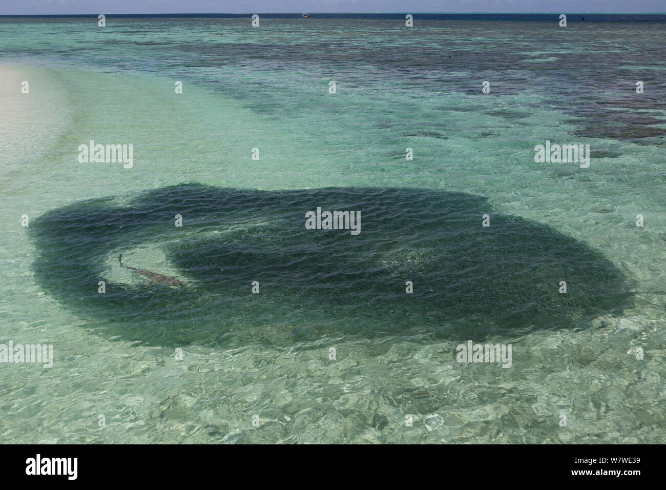 Lo squalo limone (Negaprion brevirostris) alimentazione sulla sfera di esca di pesci di piccole dimensioni, l'Isola Heron, della Grande Barriera Corallina in Australia. Foto Stock