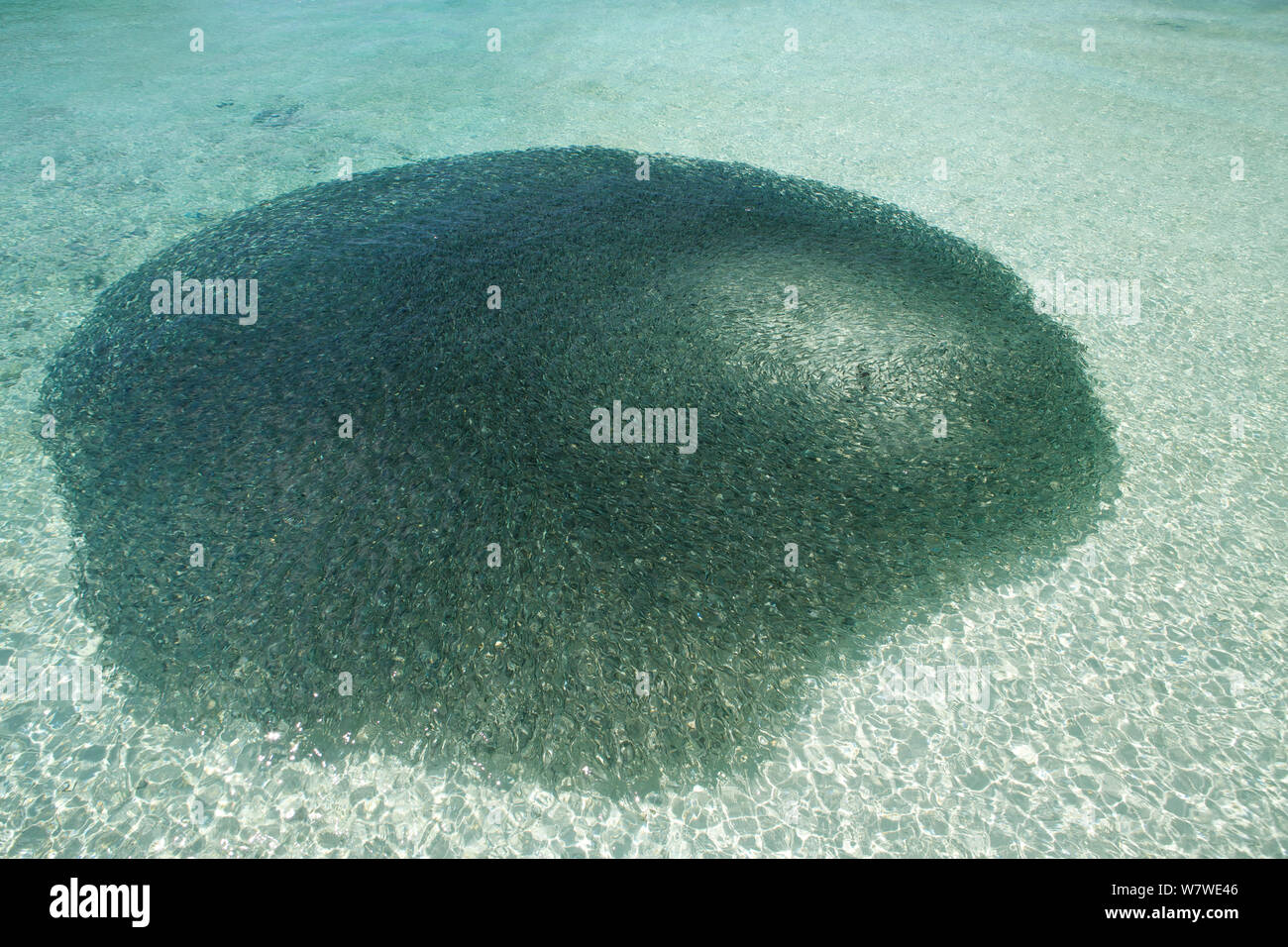 Lo squalo limone (Negaprion brevirostris) alimentazione sulla sfera di esca di pesci di piccole dimensioni, l'Isola Heron, della Grande Barriera Corallina in Australia. Foto Stock