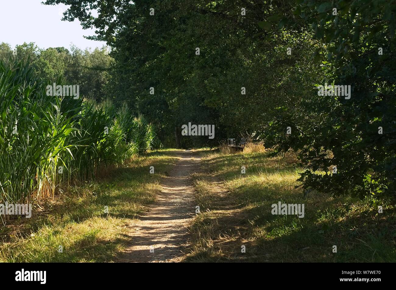 Piccolo sentiero tra un cornfield e un forrest Foto Stock