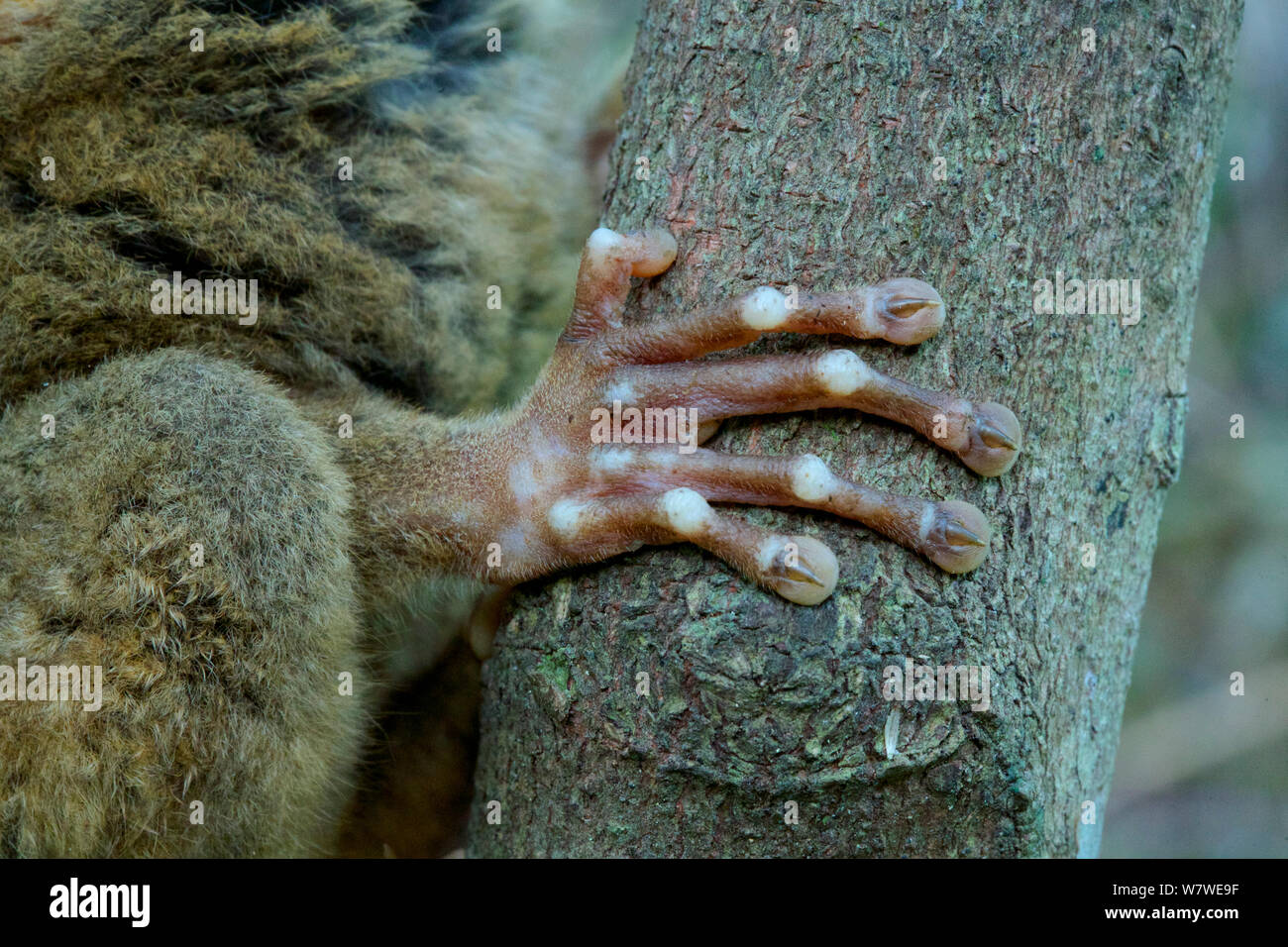 Philippine tarsier (Carlito syrichta) stretta di mano, captive, Tarsier delle Filippine e il santuario della fauna selvatica, Bohol, Filippine. Foto Stock