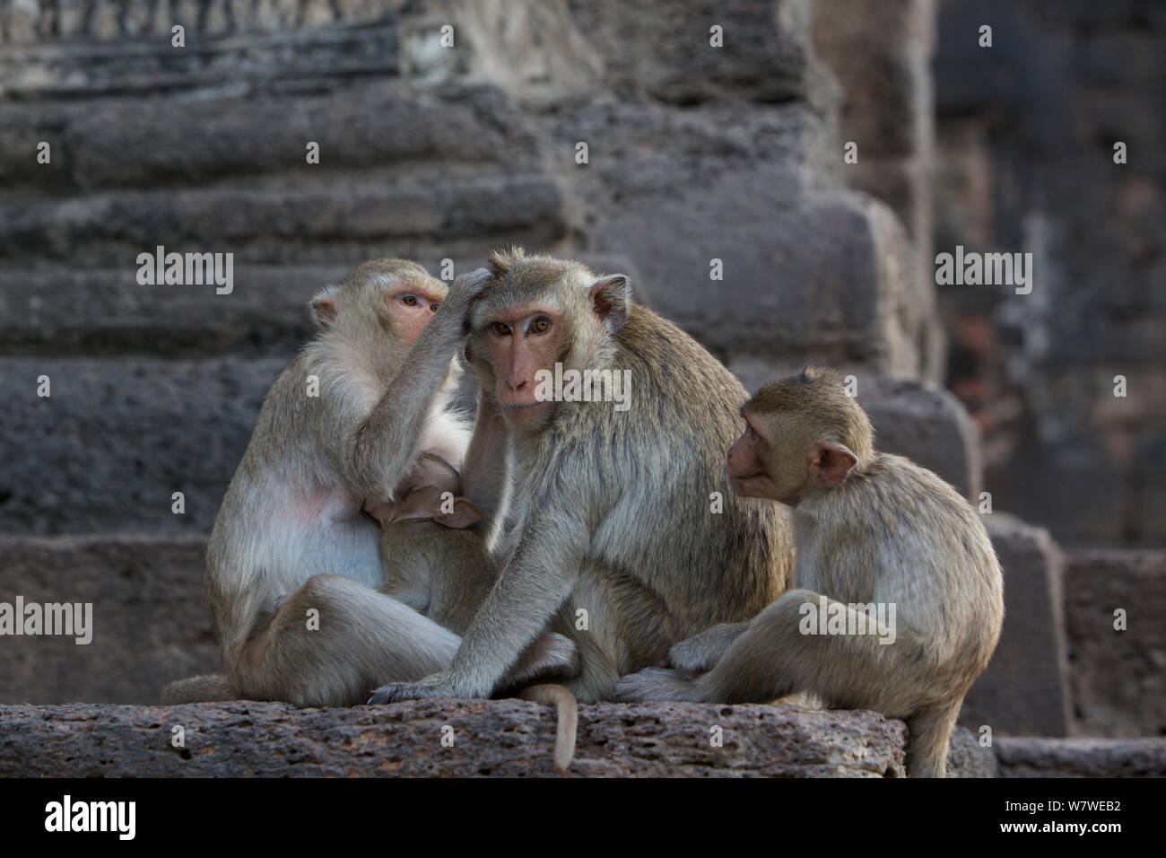 Macachi a coda lunga (Macaca fascicularis) toelettatura al tempio delle scimmie, Phra Prang Sam Yot, Lopburi, Thailandia. Foto Stock