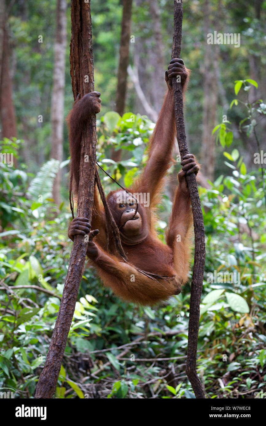 Bornean orangutan (Pongo pygmaeus) arrampicarsi sulle funi, Nyaru Menteng Care Center, Kalimantan centrale, Borneo. Foto Stock