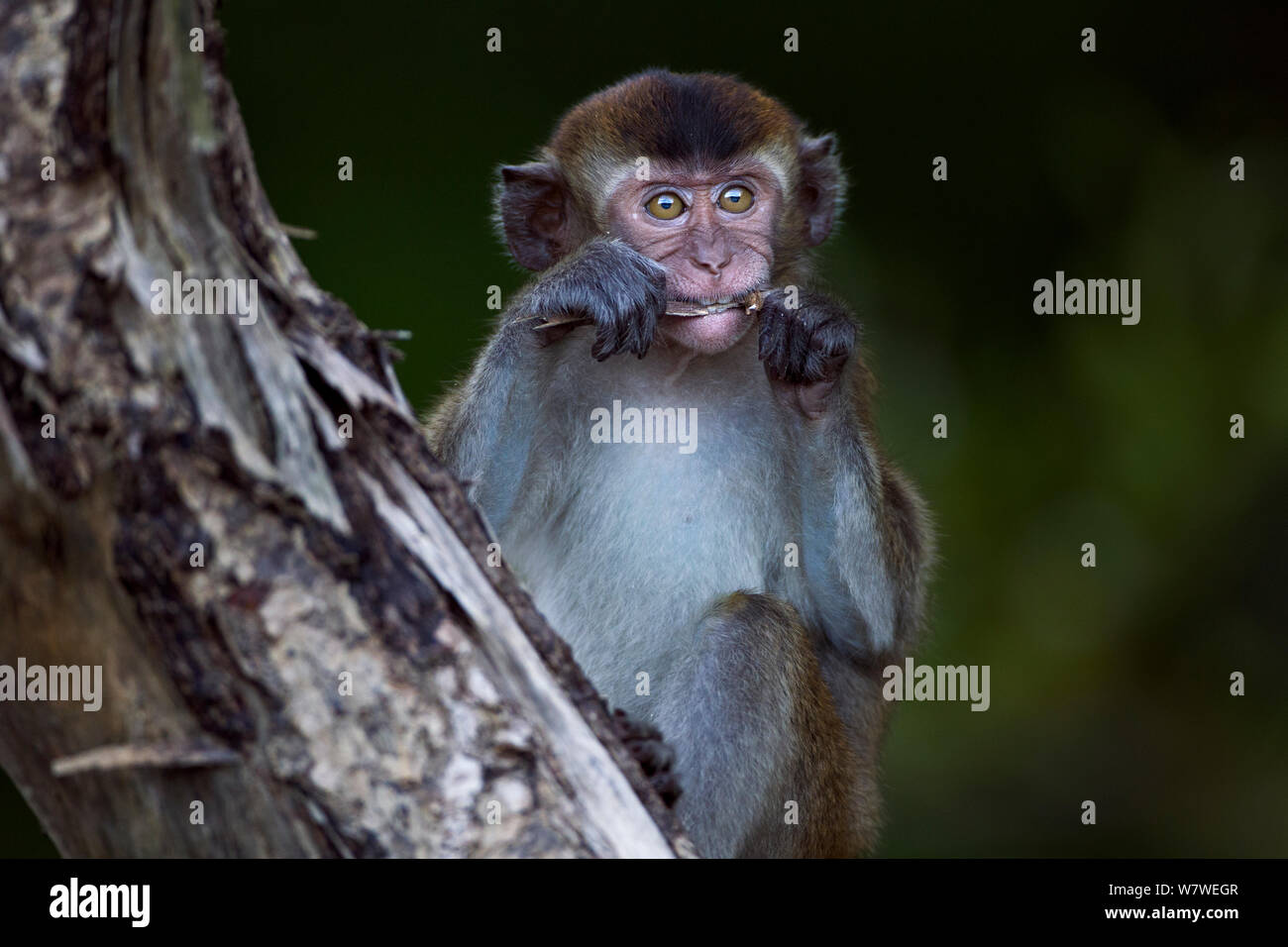 Lunga coda Macaque (Macaca fascicularis) bambini di età compresa tra i 12-18 mesi di sollevamento sulla corteccia di un albero morto per cercare cibo . Bako National Park, Sarawak, Borneo Malese. Apr 2010. Foto Stock