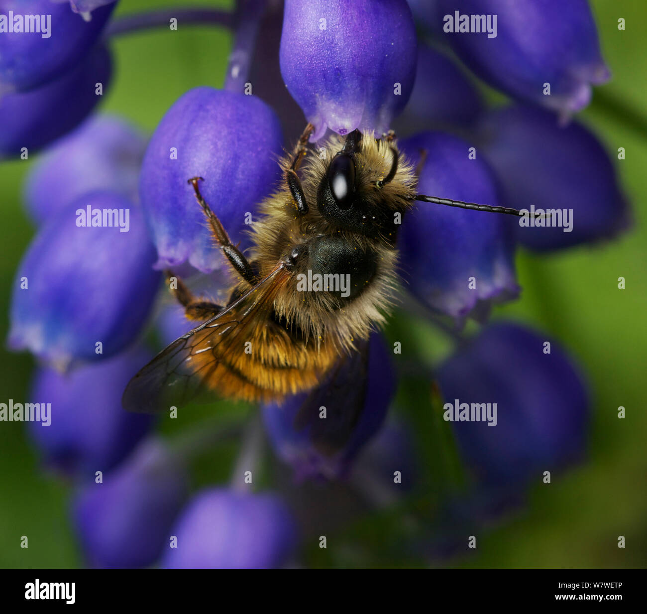 Red mason bee (Osmia simum) maschio su giacinto d'uva in giardino urbano, Bristol, Regno Unito, Giugno. Foto Stock