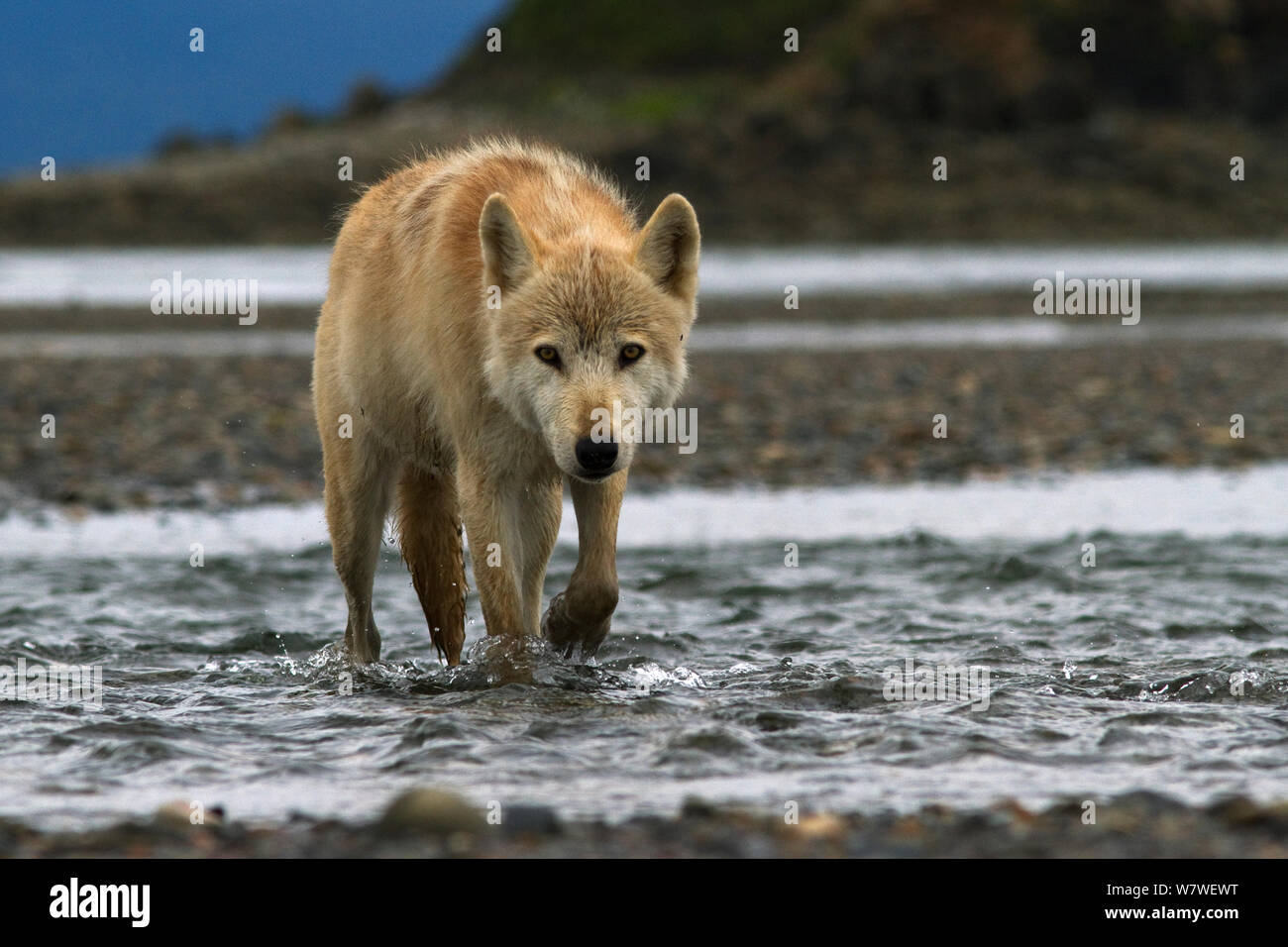 Lupo (Canis lupus) Katmai National Park, Alaska, STATI UNITI D'AMERICA, Agosto. Foto Stock