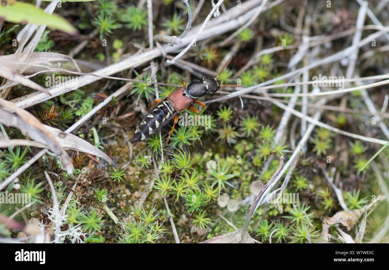 Rove beetle (Staphylinus caesareus) adulto, Parikkala, Finlandia, Giugno. Foto Stock