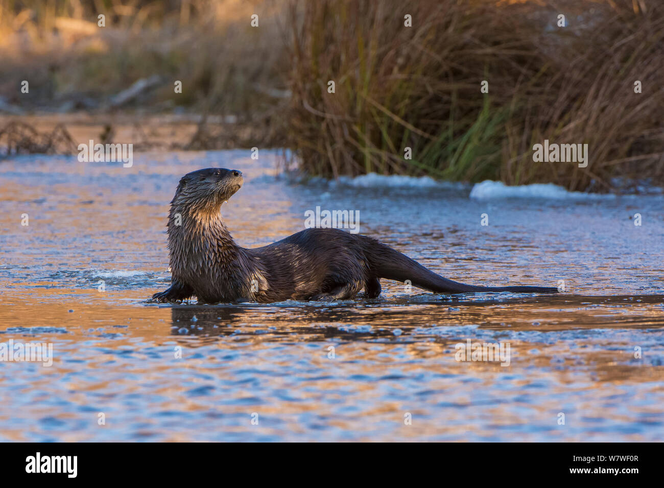 Nord America Lontra di fiume (Lutra canadensis) su ghiaccio in un beaver pond. Parco Nazionale di Acadia, Maine, Stati Uniti d'America, novembre Foto Stock
