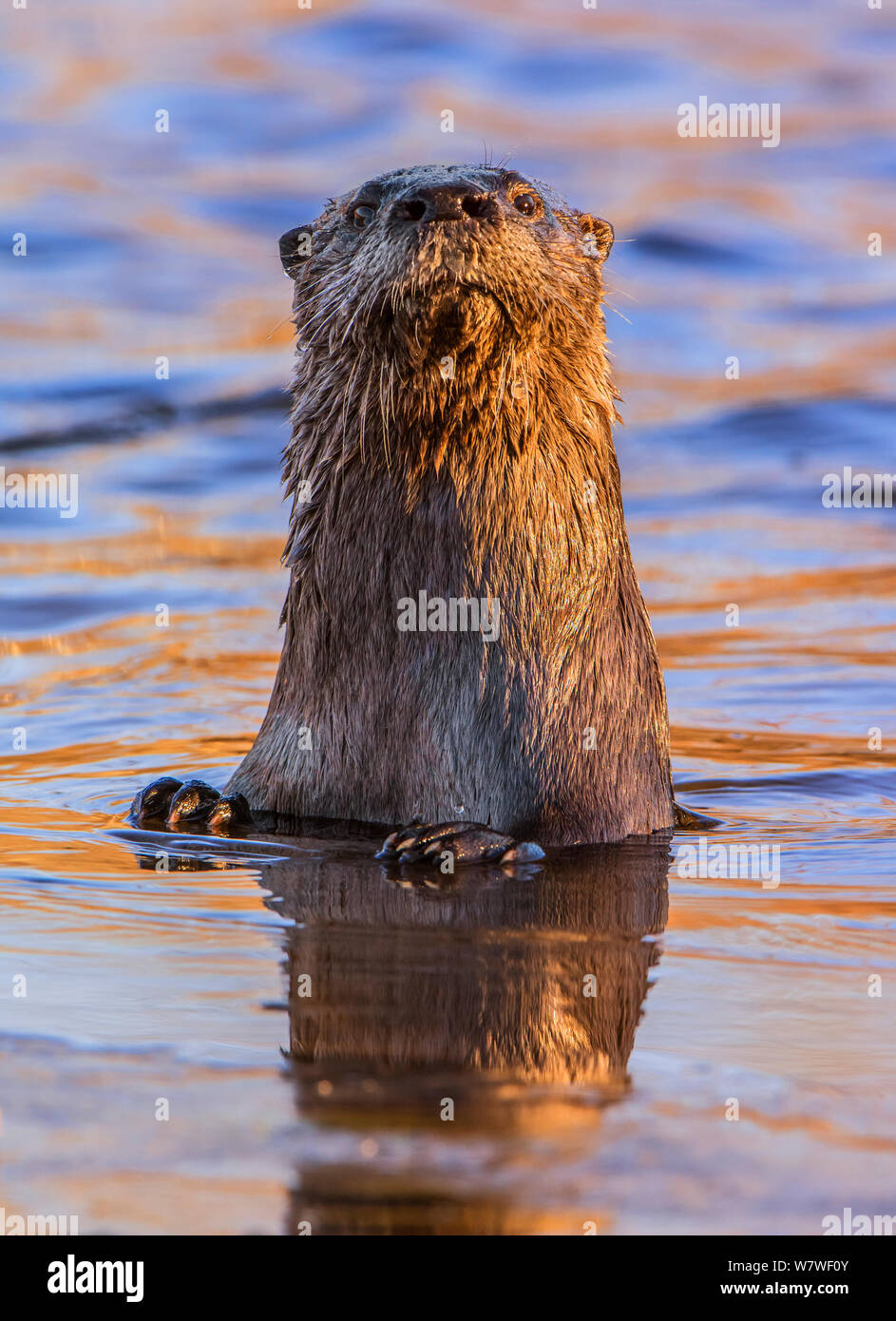Nord America Lontra di fiume (Lutra canadensis) cercando curiosamente in beaver pond. Parco Nazionale di Acadia, Maine, Stati Uniti d'America, novembre Foto Stock