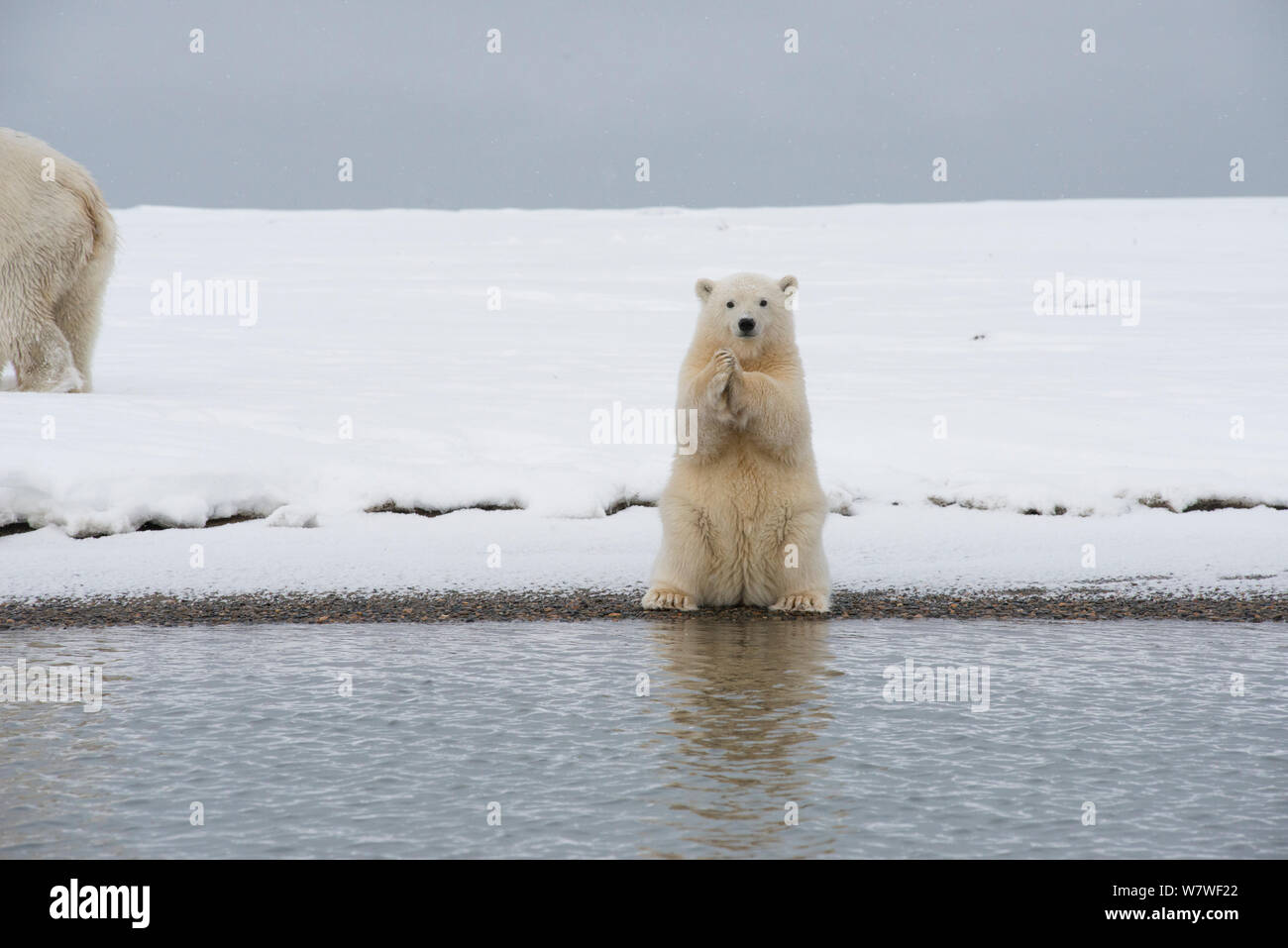 Orso polare (Ursus maritimus) primavera cub seduti sulle zampe posteriori, su un isola barriera durante l'autunno congelarsi. Bernard allo spiedo, versante Nord, Alaska, Settembre Foto Stock