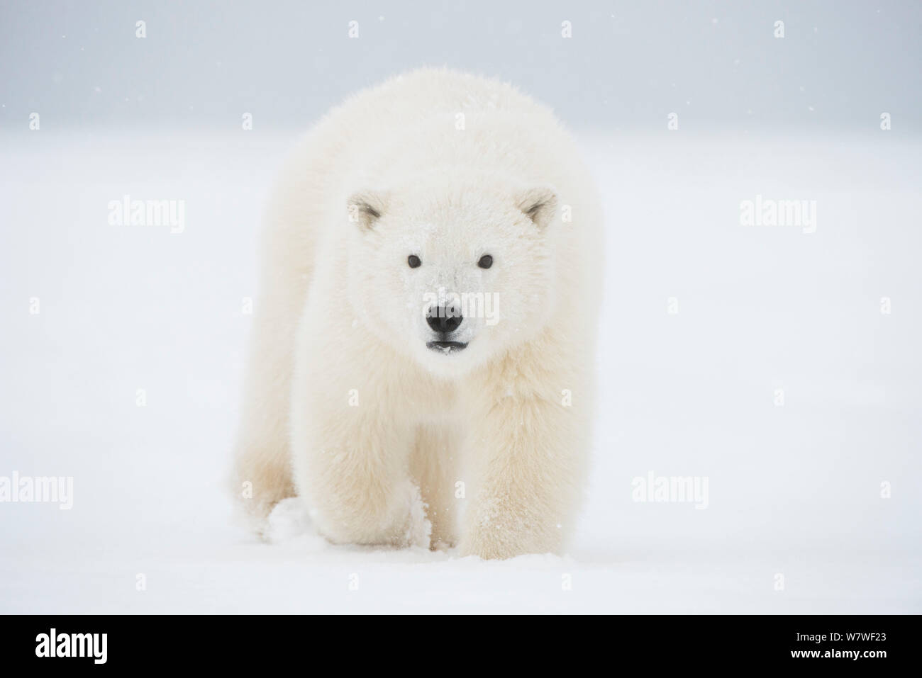 Orso polare (Ursus maritimus) molla curioso cub avvicinando su un isola barriera durante l'autunno congelarsi. Bernard allo spiedo, versante Nord, Arctic costa di Alaska, Settembre Foto Stock