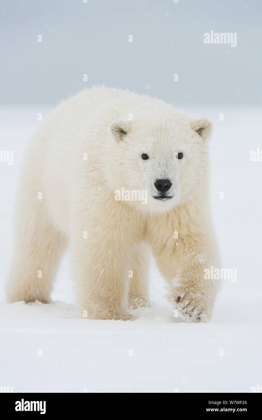 Orso polare (Ursus maritimus) molla curioso cub avvicinando su un isola barriera durante l'autunno congelarsi. Bernard allo spiedo, versante Nord, Arctic costa di Alaska, Settembre Foto Stock