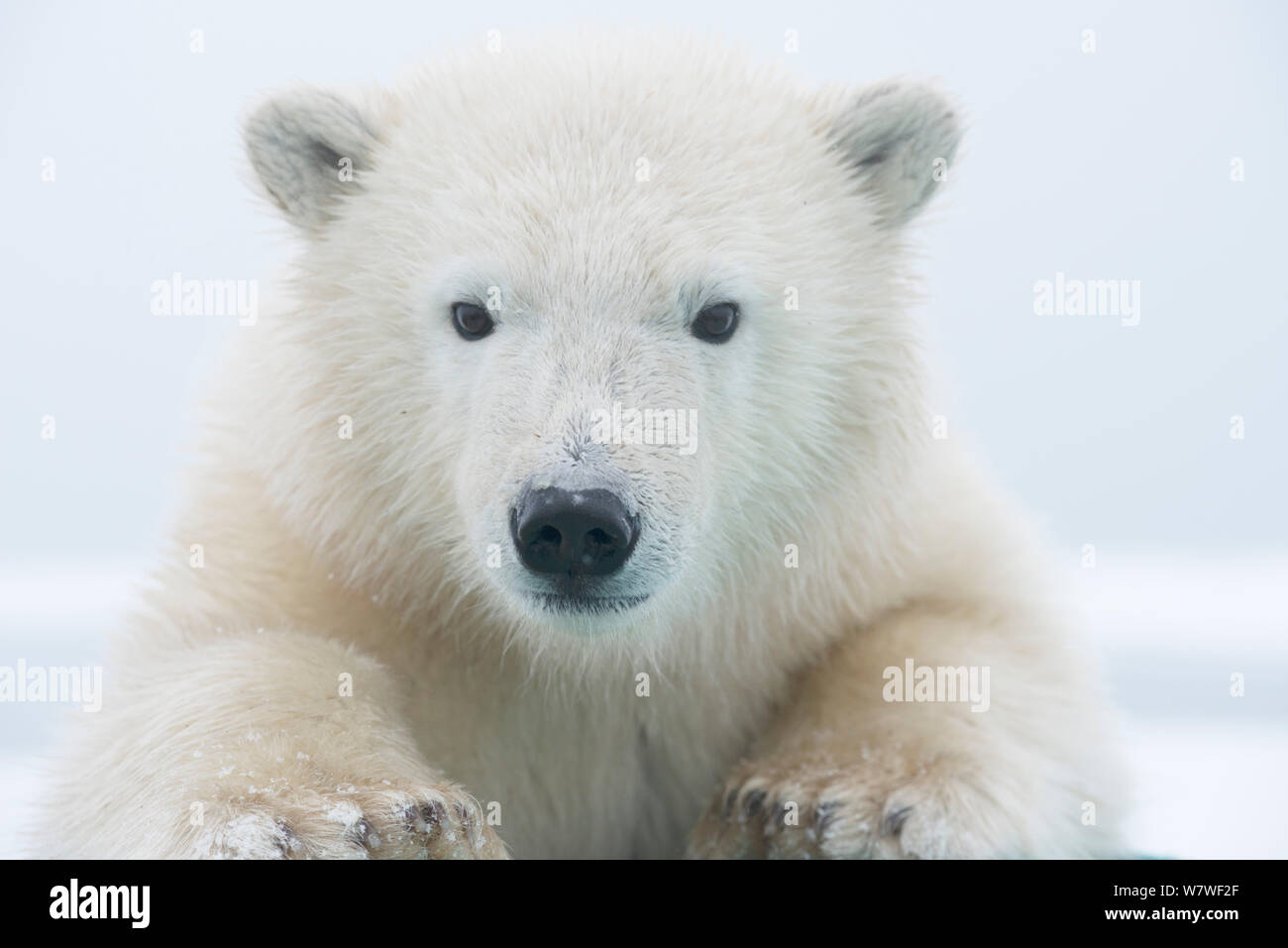 Orso polare (Ursus maritimus) ritratto di un yearling lungo Bernard allo spiedo, un isola barriera, durante l'autunno freeze up lungo l'Artico orientale costa di Alaska, Beaufort Sea, Settembre Foto Stock