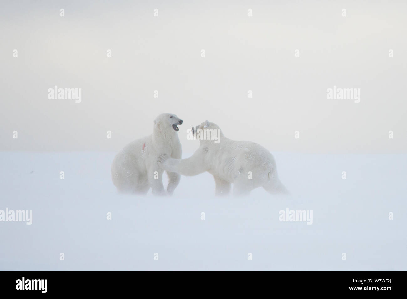 Orso polare (Ursus maritimus) coppia di adulti a giocare con un altro sulla confezione appena formata ghiaccio durante l'autunno freeze up lungo l'Artico orientale costa di Alaska, Beaufort Sea, Settembre Foto Stock
