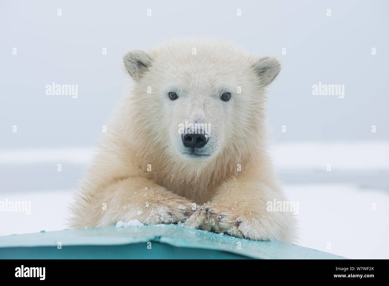 Orso polare (Ursus maritimus) ritratto di un yearling lungo Bernard allo spiedo, un isola barriera, durante l'autunno freeze up lungo l'Artico orientale costa di Alaska, Beaufort Sea, Settembre Foto Stock