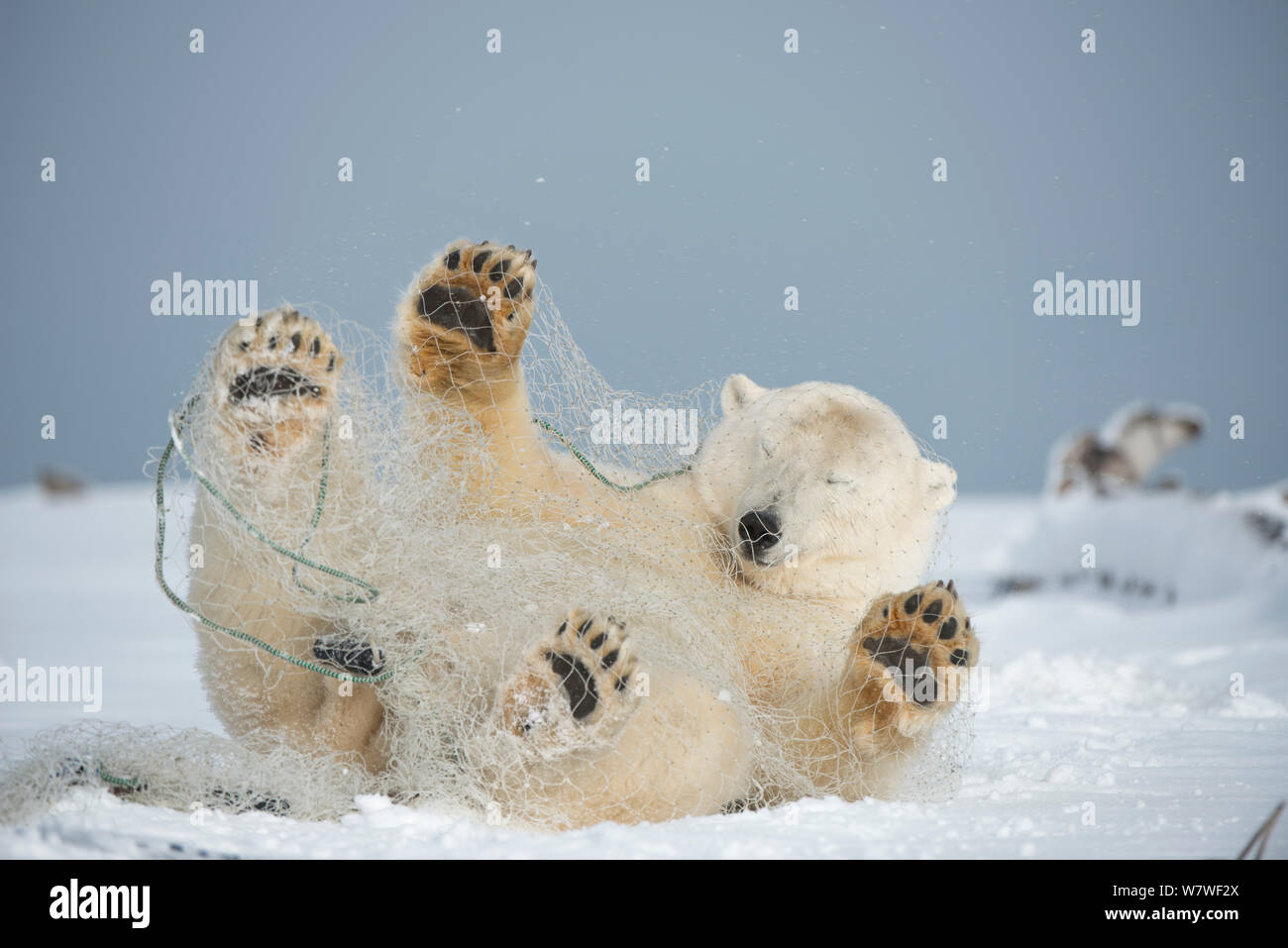 Orso polare (Ursus maritimus) subadult giocando con una rete da pesca a sinistra dietro dal pescatore di sussistenza, lungo la costa artica in autunno, versante Nord, Alaska, Settembre Foto Stock