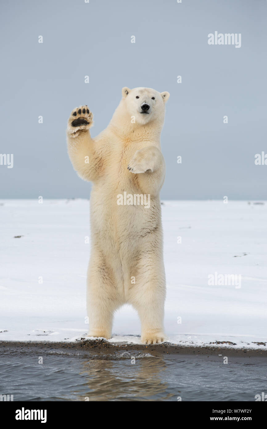 Orso polare (Ursus maritimus) subadult permanente e la stessa di bilanciamento per ottenere una vista migliore, lungo Bernard allo spiedo, una barriera isola la costa artica in autunno, versante Nord, Alaska, Settembre Foto Stock
