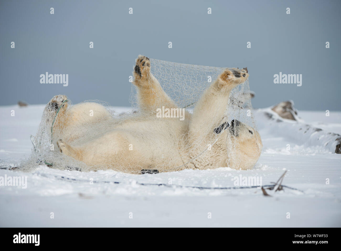 Orso polare (Ursus maritimus) subadult giocando con una rete da pesca a sinistra dietro dal pescatore di sussistenza, lungo la costa artica in autunno, versante Nord, Alaska, Settembre Foto Stock