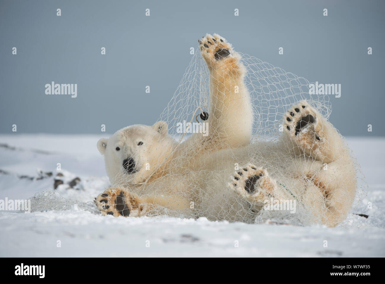 Orso polare (Ursus maritimus) subadult giocando con una rete da pesca a sinistra dietro dal pescatore di sussistenza, lungo la costa artica in autunno, versante Nord, Alaska, Settembre Foto Stock