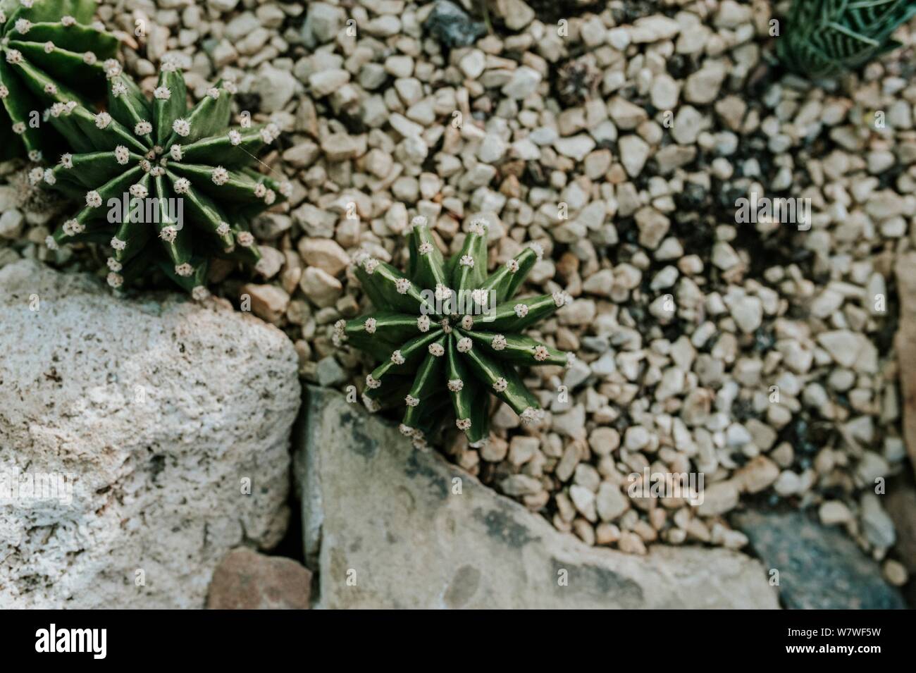 Bella closeup shot di hedgehog o echinopsis cactus o cactus su pietre di ghiaia Foto Stock