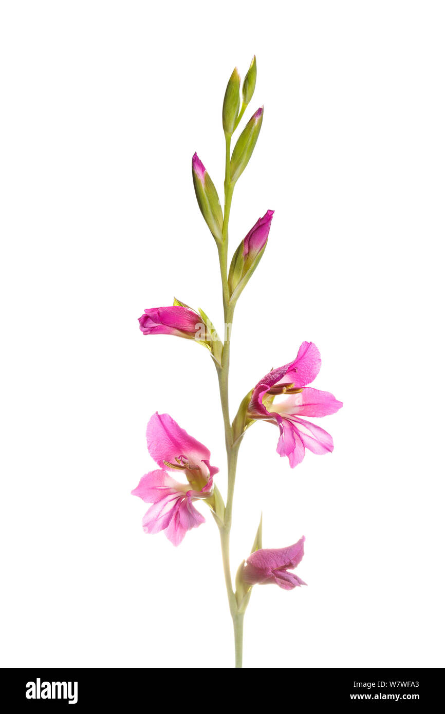 Gladiolus (Gladiolus illyricus) fiore, Torrelavit, Penedes regione, Barcellona, Spagna, in Catalogna, in maggio. Progetto Meetyourneighbors.net. Foto Stock