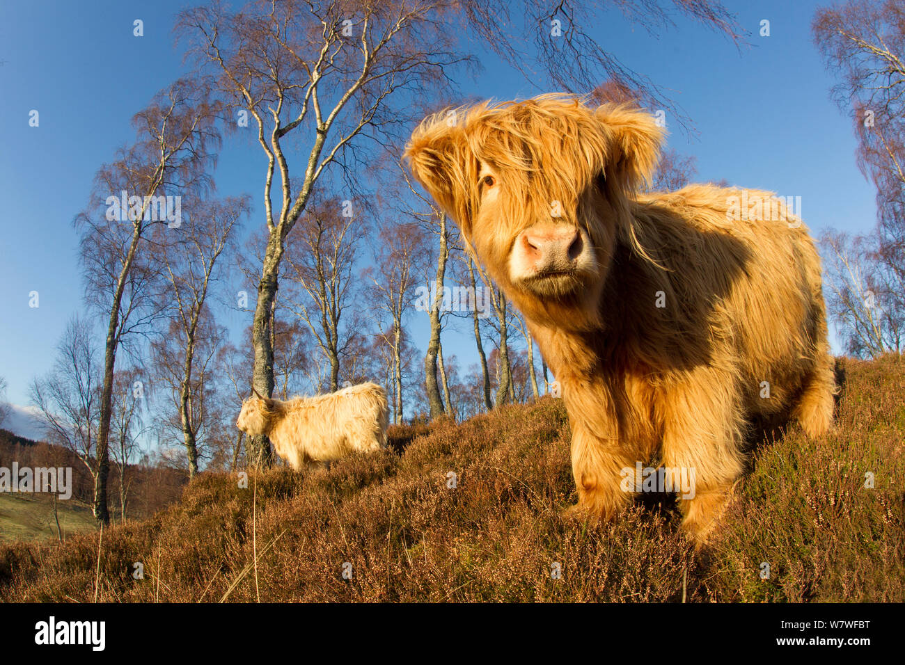 Highland mucca in tra i nativi di bosco di betulle, Cairngorms National Park, Scozia, Inghilterra, Regno Unito, febbraio. Foto Stock