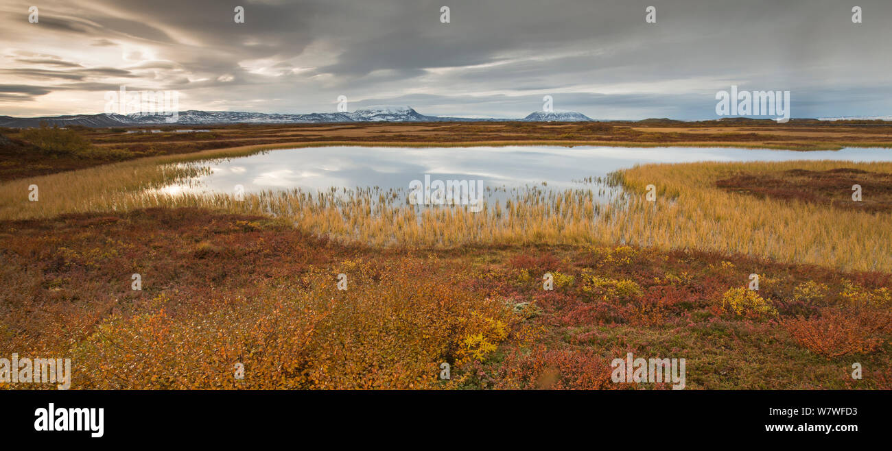 In autunno la tundra moquette zone umide attorno al Lago Myvatn, Islanda, settembre 2013. Foto Stock