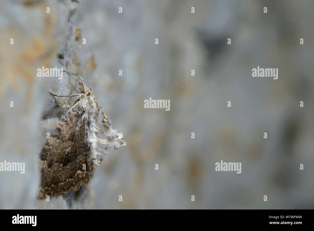 La tignola infettate con fungo parassita Cordyceps (sp) nella piccola grotta, Apuseni Montagne dei Carpazi, Mountain Range, Romania. Novembre Foto Stock