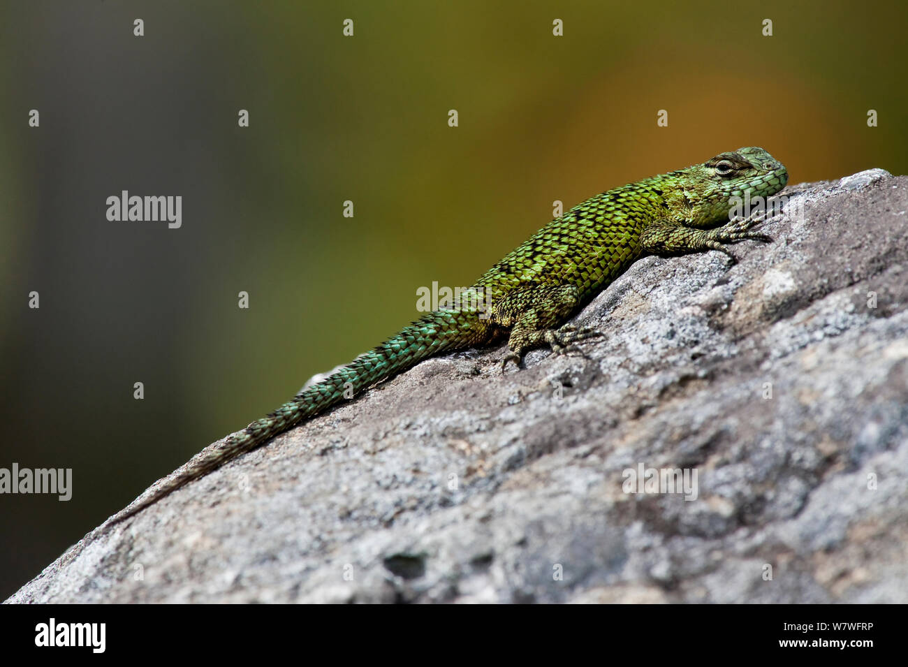 Emerald Swift / Verde lucertola spinosa (Sceloporus malachiticus), crogiolarvi al sole su una roccia, Costa Rica. Foto Stock