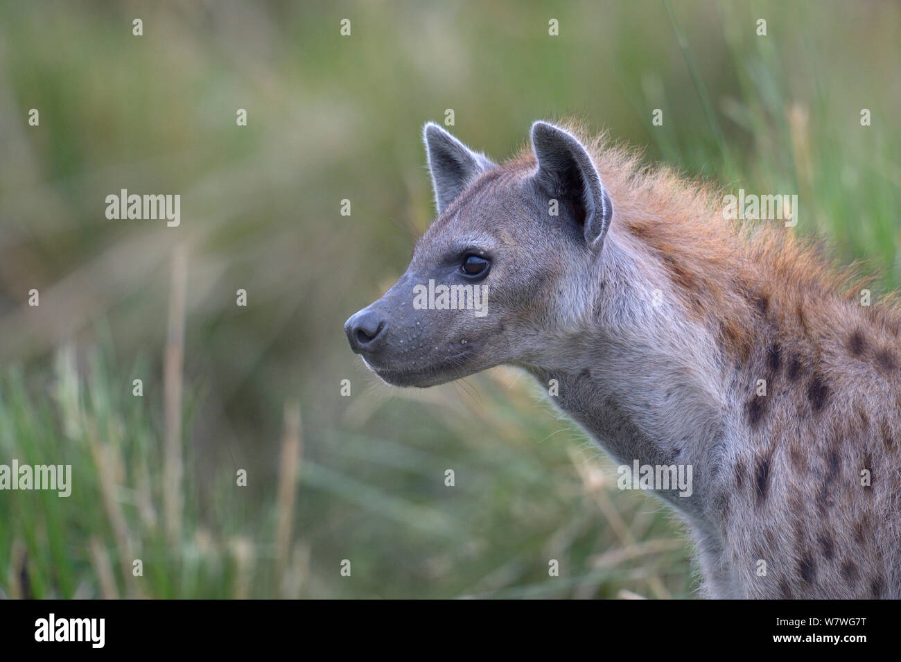 Spotted hyena (Crocuta crocuta) ritratto, nella boccola, il Masai Mara, Kenya, Ottobre. Foto Stock