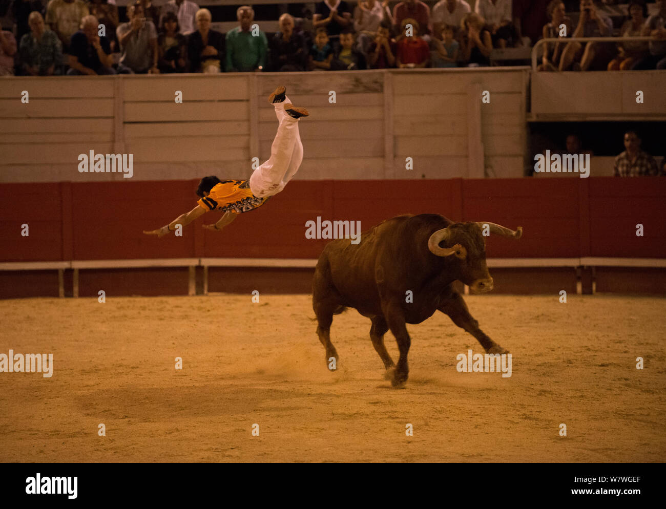 Comunità Tauromachia Championship 2013, l uomo che saltava più carica bull, areni d&#39;Arles, Camargue, Francia, settembre 2013. Foto Stock