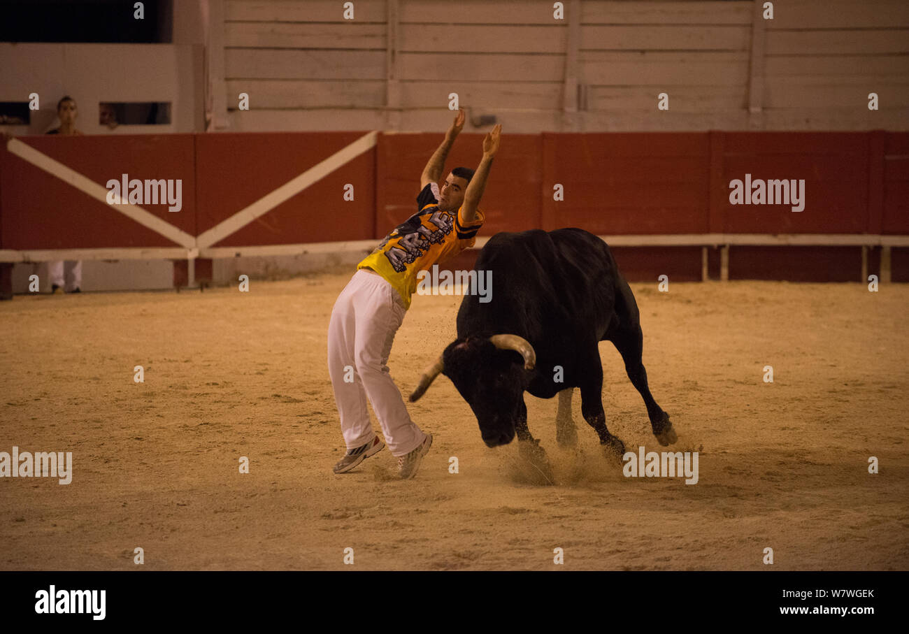 Comunità Tauromachia Championship 2013, l uomo che balzò indietro oltre la carica bull, areni d&#39;Arles, Camargue, Francia, settembre 2013. Foto Stock