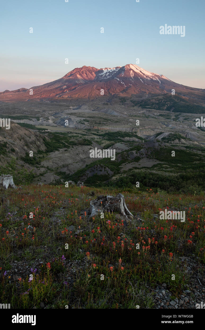 Questa è la foto del Monte Sant Helens tramonto e fiori selvatici Foto Stock