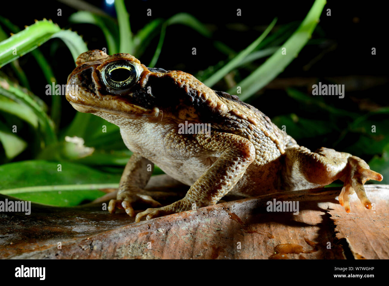 La canna da zucchero toad (Rhinella marina) Guiana francese. Foto Stock