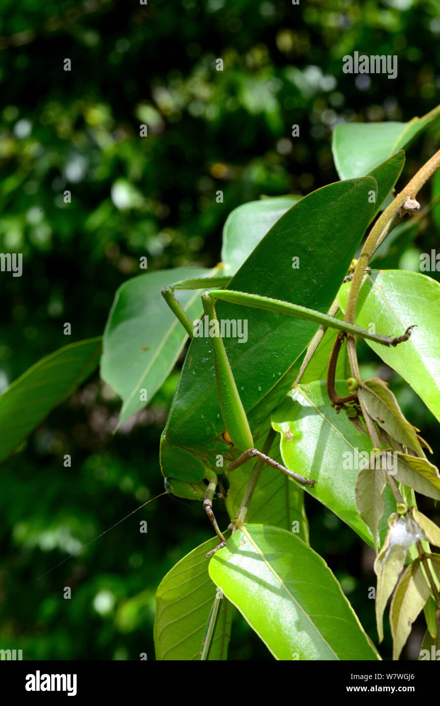 Leaf Katytid Steirodon (sp) Montagne de Kaw, Guiana francese Foto Stock