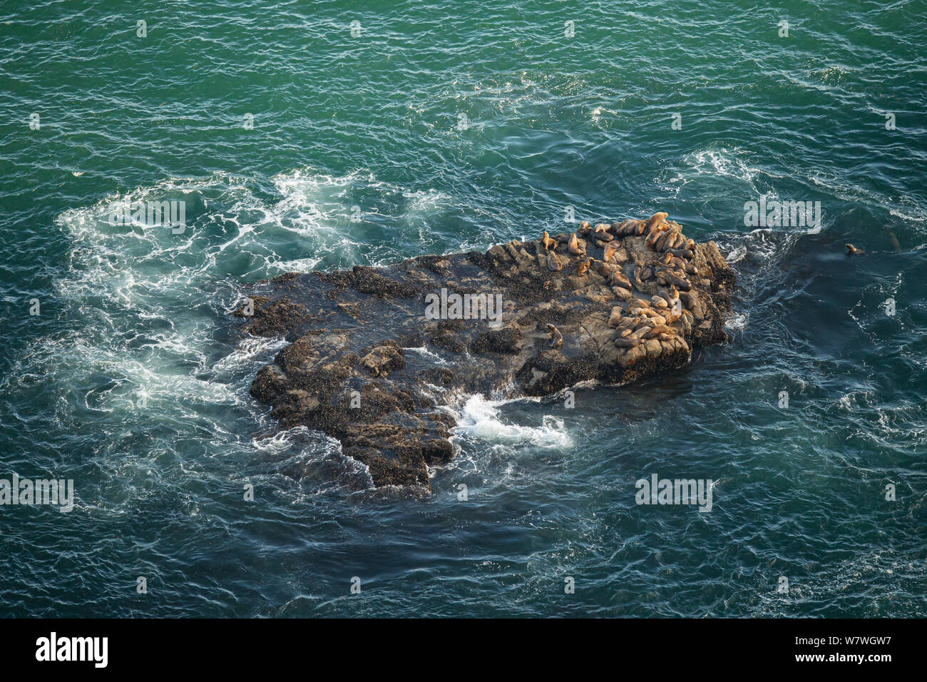 Questa è la foto di leoni di mare al punto Reyes California USA Foto Stock