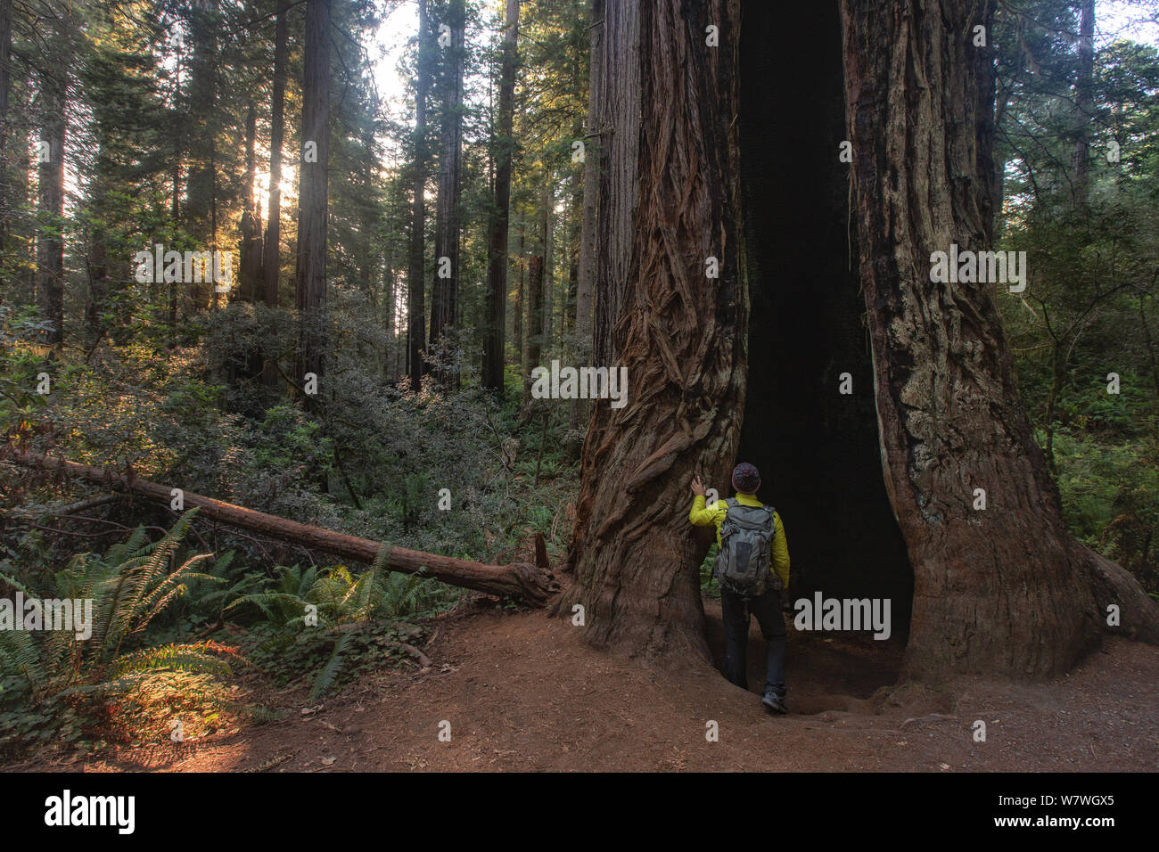 Questa è la foto di un escursionista in piedi presso un grande albero a Lady Bird Johnson Grove Oregon Foto Stock