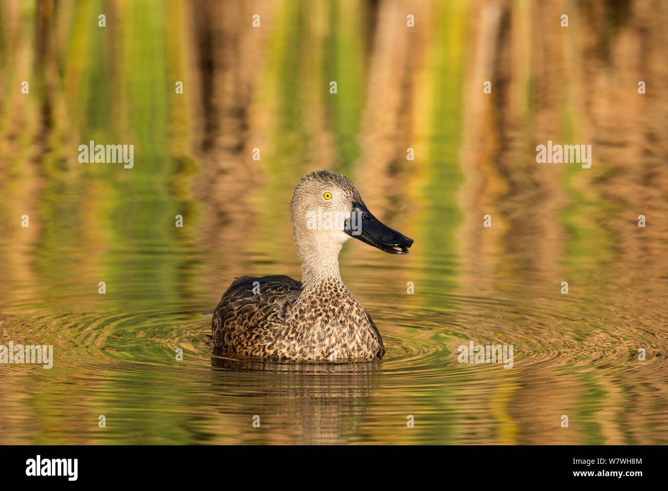 Cape mestolone (Anas smithii) Marievale Bird Sanctuary, provincia di Gauteng, Sud Africa, Giugno. Foto Stock